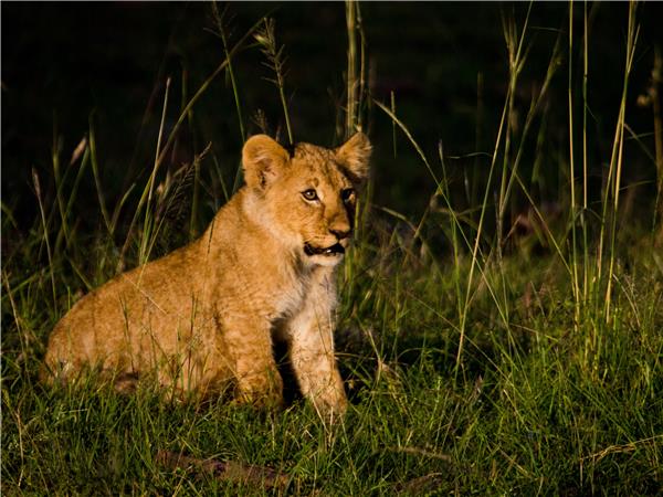 Kenya highlights safari