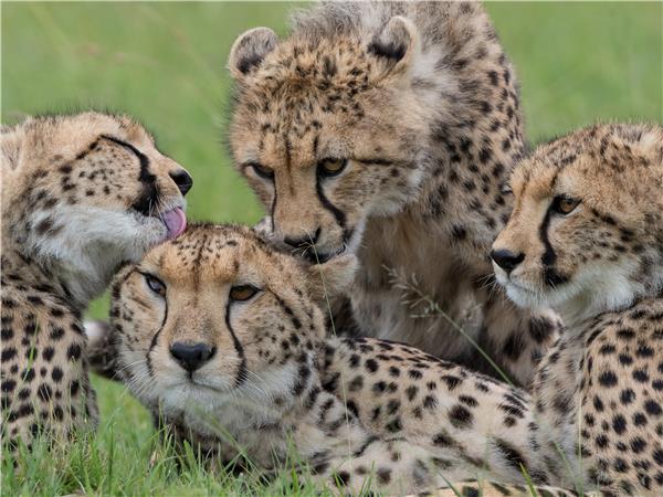 Kenya highlights safari