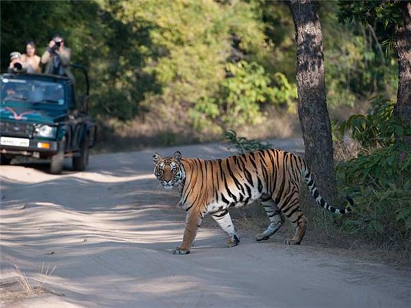 Tiger tour in India, land of the Tiger tour