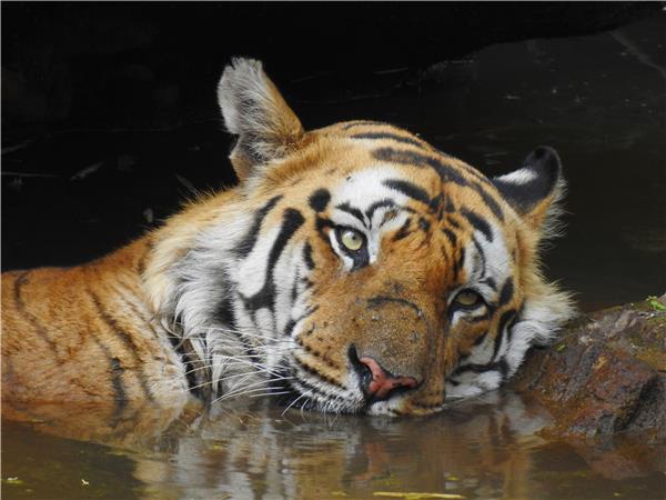 Tiger tour in India, land of the Tiger tour