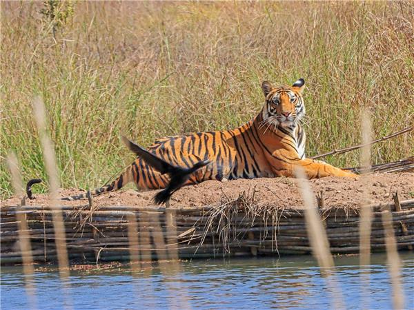 Tiger tour in India, land of the Tiger tour