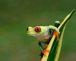Rainforest frog
