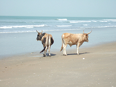 beach in the Gambia