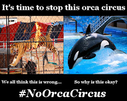 Say NO to the orca circus