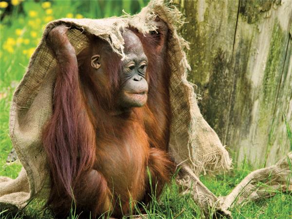Borneo family vacation to see Orangutans
