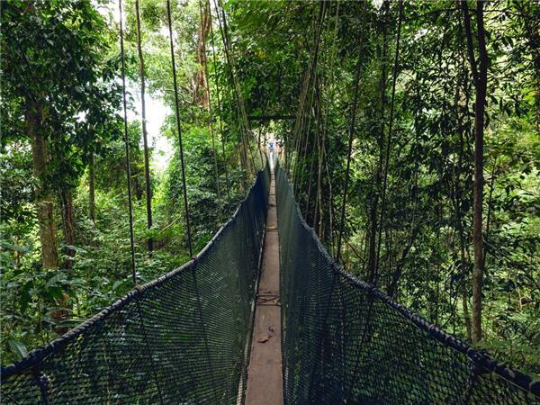 Borneo family vacation to see Orangutans