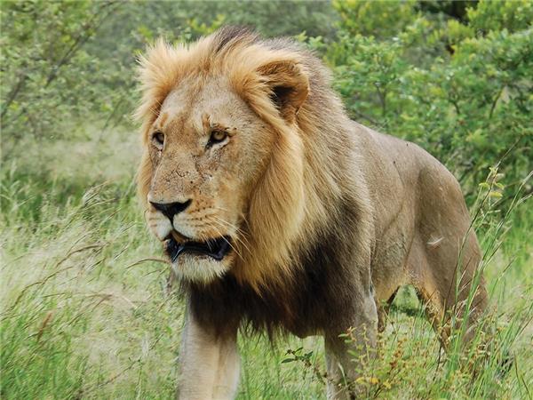 Premium Botswana small group vacation
