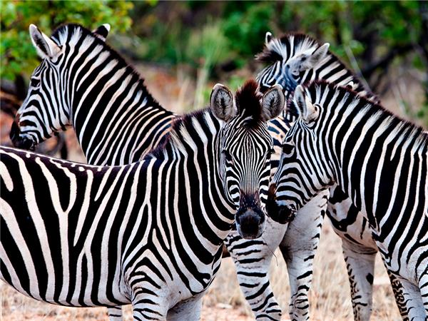 Premium Botswana small group vacation
