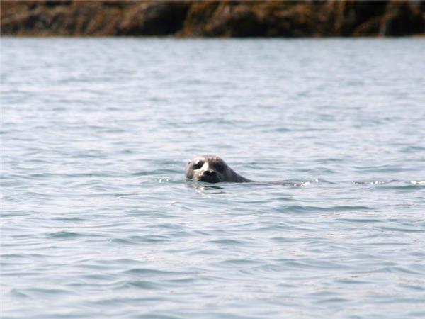 Sea kayaking vacation in Scotland
