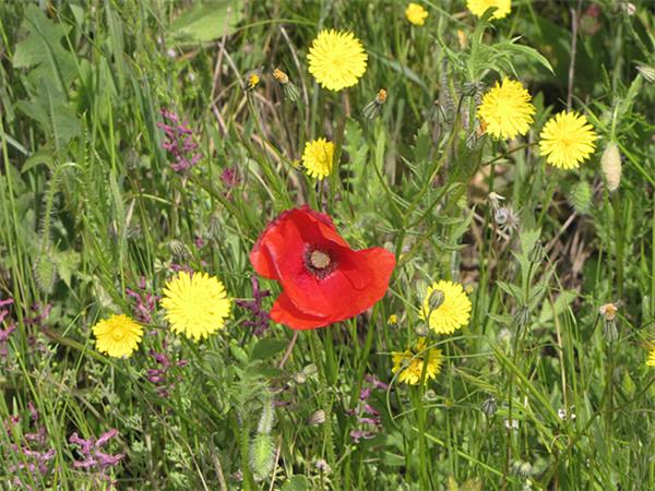 Highlights of Provence walking vacation, France