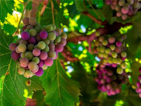Loire Valley walking and wine vacation