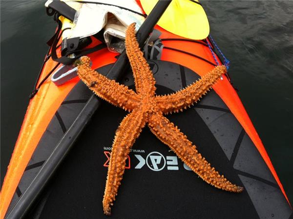 Atlantic Coast sea kayaking vacation in Scotland
