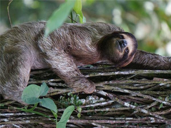 Costa Rica wildlife small group tour