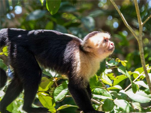 Coast to Coast vacation in Costa Rica
