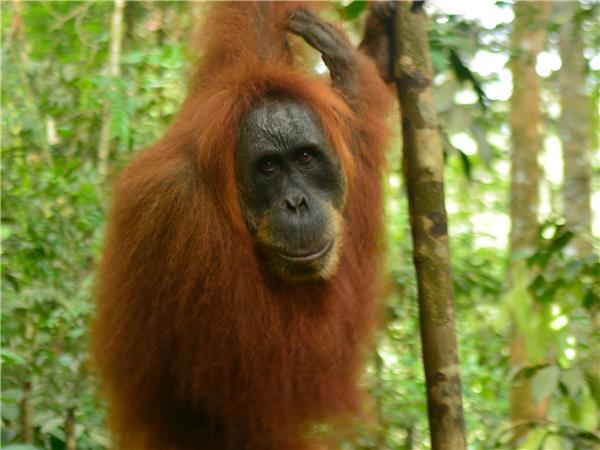 Sumatra small group vacation