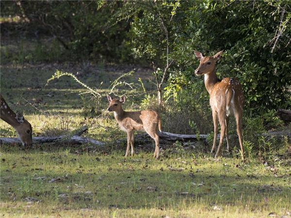 Highlights of Sri Lanka small group tour