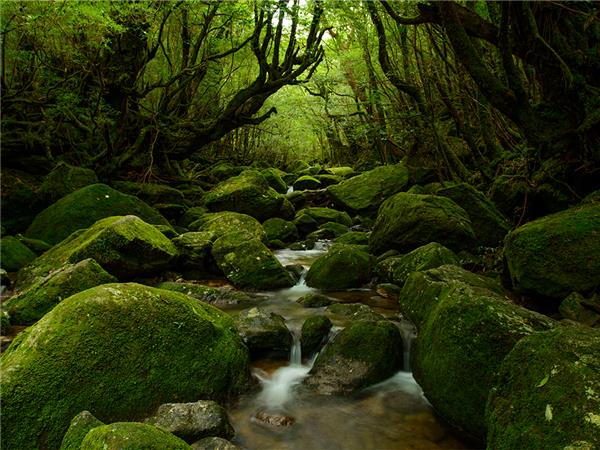Southern Japan small group tour