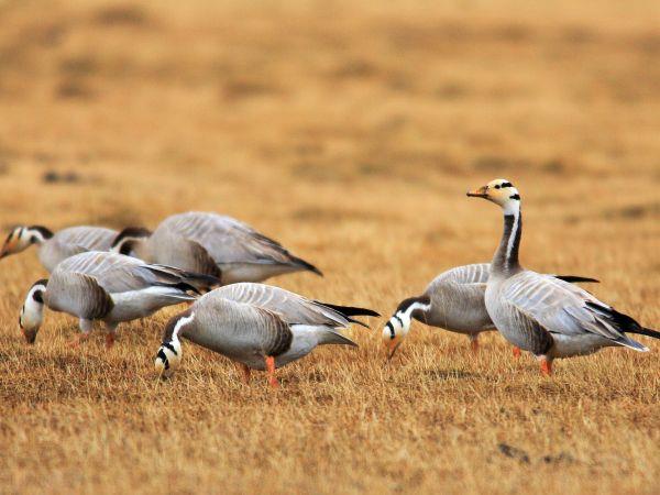 Mongolia eagle hunting festival vacation