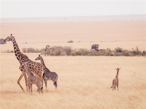 Kenya family small group vacation