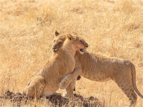 Kenya family small group vacation