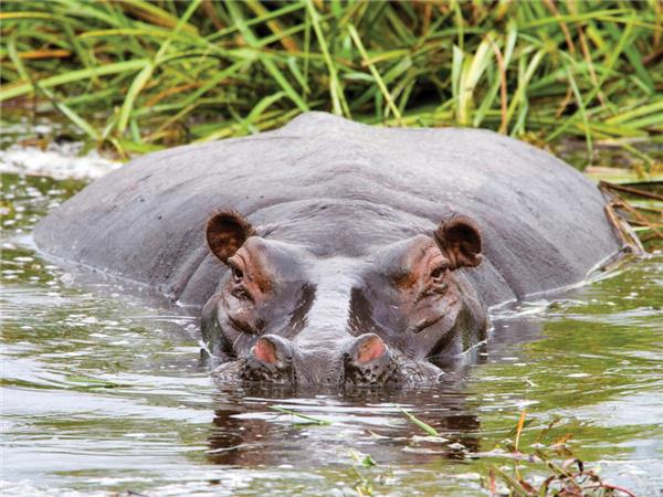 Botswana highlights and Caprivi guided tour