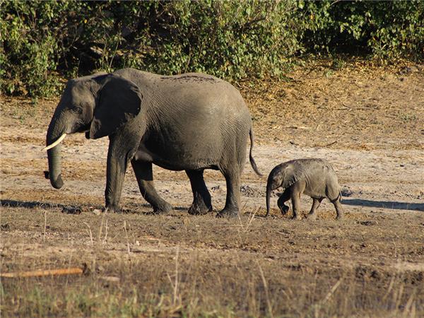 Botswana small group holiday, added comfort