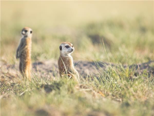 Botswana small group holiday, added comfort
