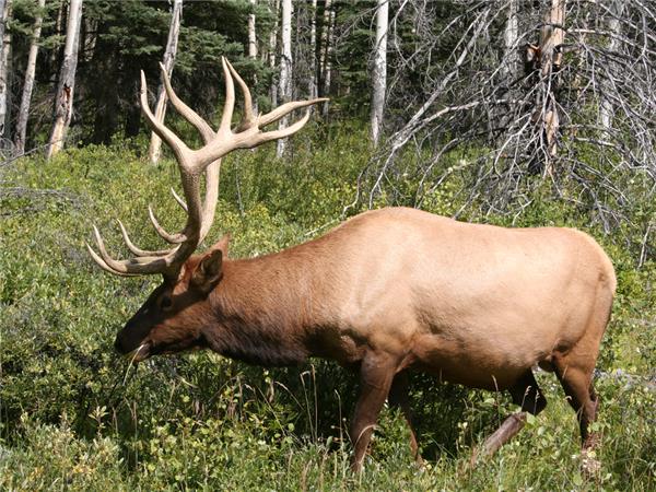 Canadian Rockies small group vacation