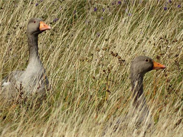 Western Isles small group walking vacation, Scotland