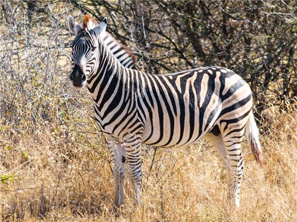 Southern Africa small group tour