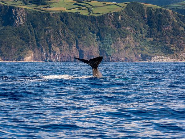 Azores highlights tour