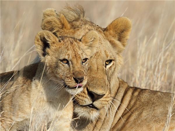 Kenya and Tanzania family safari, small group