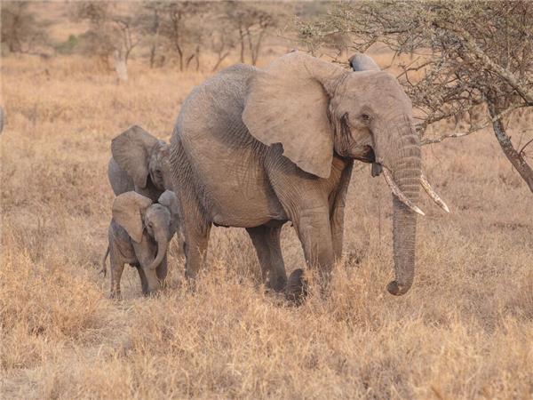 Kenya and Tanzania family safari, small group