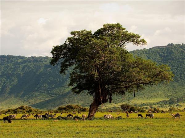 Kenya and Tanzania family safari, small group