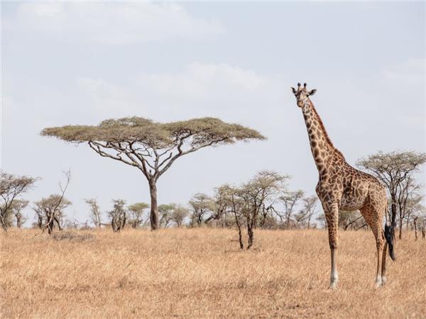 Kenya and Tanzania family safari, small group