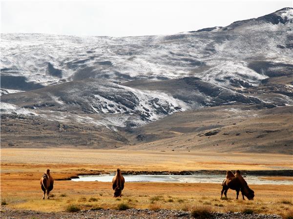 Wild Mongolia & Golden Eagle Festival vacation