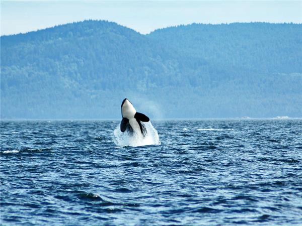 Canadian rockies & Vancouver Island vacation