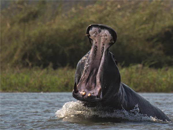 Botswana wildlife safari