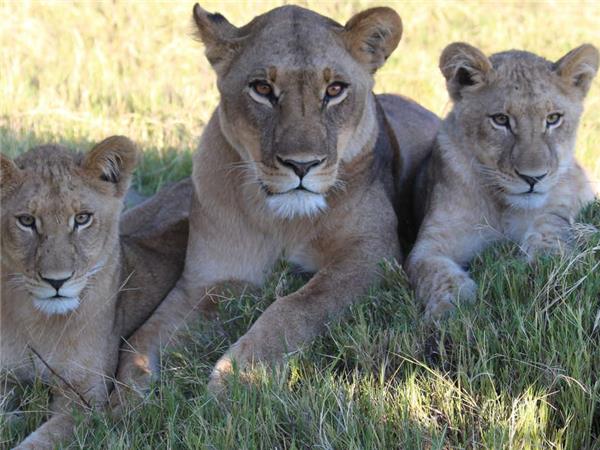 Botswana wildlife safari