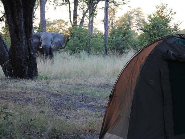 Botswana wildlife safari