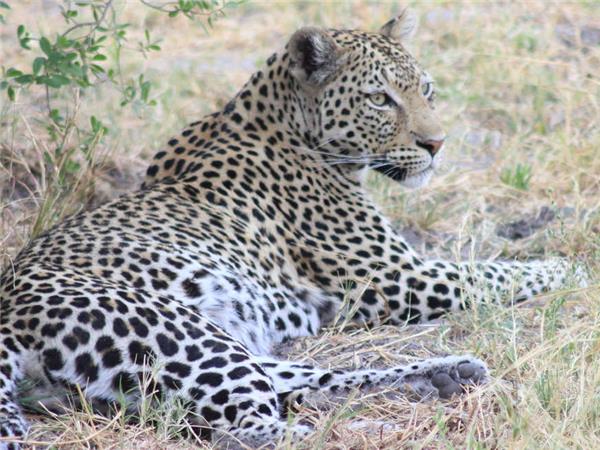 Botswana wildlife safari