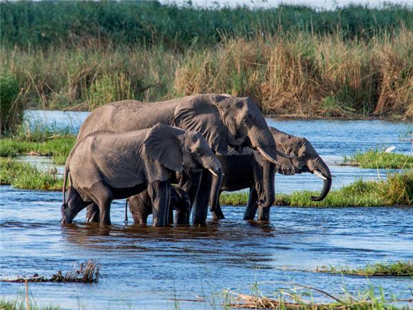 Botswana wildlife safari