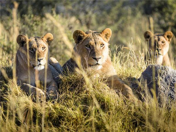 Botswana and Zambia lodge safari, small group