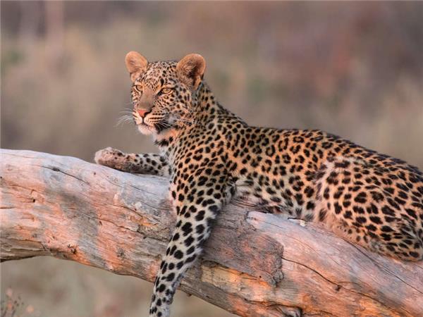 Botswana and Zambia lodge safari, small group