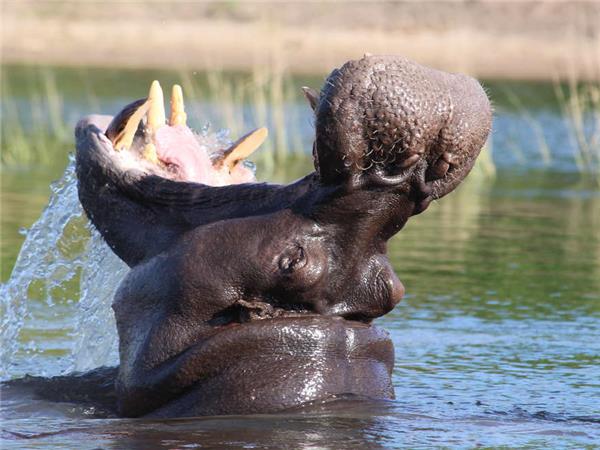 Botswana and Zambia lodge safari, small group