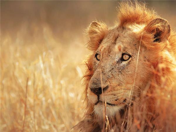 South Africa highlights vacation