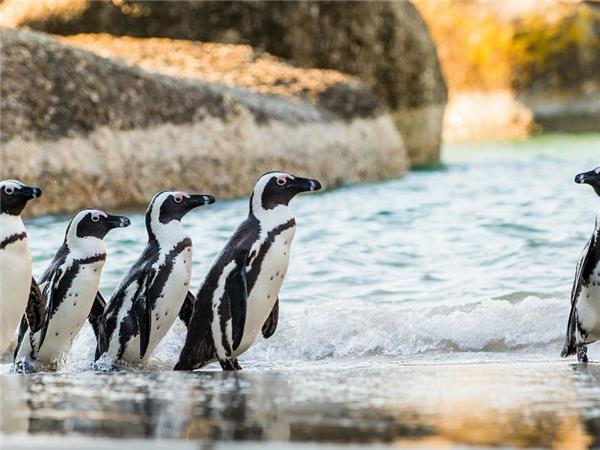 South Africa highlights vacation