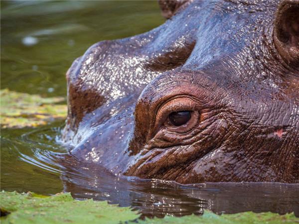 South Africa Lodge Safari vacation