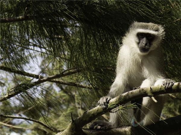 South Africa Lodge Safari vacation