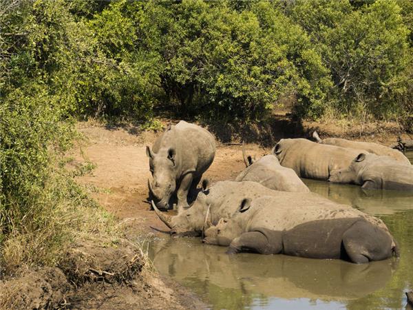 South Africa Lodge Safari vacation